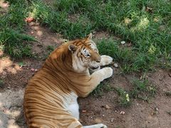 -西霞口神雕山野生动物世界