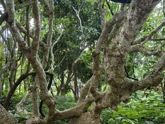 -中国科学院西双版纳热带植物园