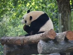 -卧龙中华大熊猫苑神树坪基地
