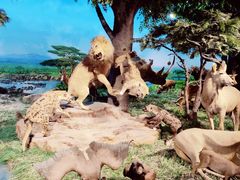 -国家自然博物馆