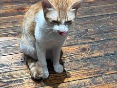 -初甜·舒芙蕾·韩式雪花冰(流塘店)