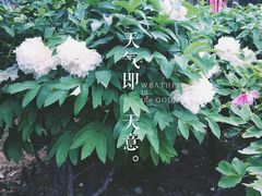 -曹州牡丹园