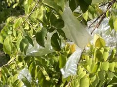 -新塘水果乐园(东洲大道店)