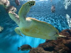 -上海海洋水族馆