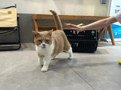 -伟伟宠物医院·CT影像中心·瑞派犬猫综合性门诊(汉口总院)