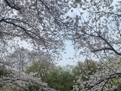 -西湖外事游船(花港观鱼码头)