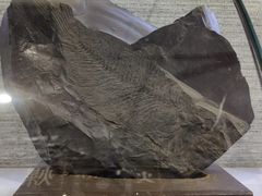 -抚顺煤矿博物馆