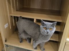 -猫域·湾主题猫咖·宠物吧(南坪城市广场店)