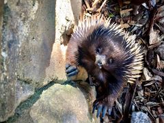 -费瑟代尔野生动物园