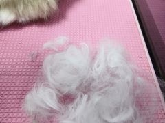 -猪呜宠物生活馆·西高地梗犬拔毛店