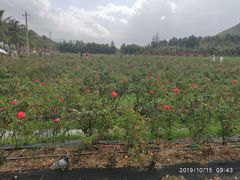 -亚龙湾国际玫瑰谷