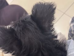 -米苏动物医院·犬猫专科·骨科外科内窥镜