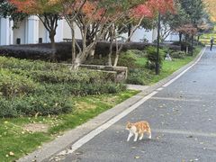 -杭州雅谷泉山庄酒店-餐厅