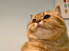 -东方名猫馆·英短金渐层布偶猫舍(环线广场1号楼店)