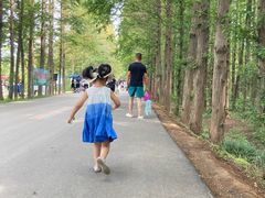 -日照海滨国家森林公园