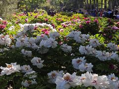 -莲花池公园