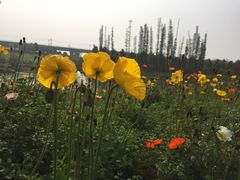 -秀丽东方