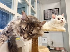 -楼上猫咖(罗湖店)