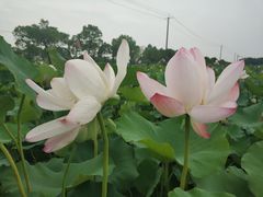 -嘉北郊野公园