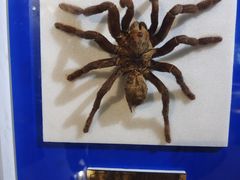 -上海昆虫博物馆