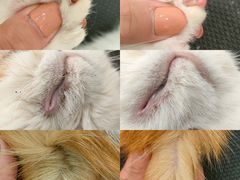 -Pets First伊珊娜洗护·精致美容·家庭式寄养(新会路店)