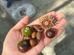 -上海佘山国家森林公园天马山园