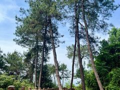 -铁山坪森林公园