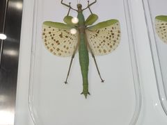 -上海昆虫博物馆