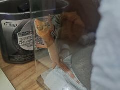 -立德动物医院·异宠·CT·鹦鹉(天河店)