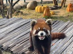 -泉州海丝野生动物世界