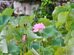 -八大山人梅湖景区