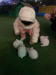 -萌宠亲子动物乐园(槐房万达店)