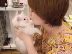 -猫大福·Fortune Cat猫舍(百子湾店)