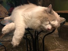 -猫猫幼稚园·撸猫·桌游·电玩