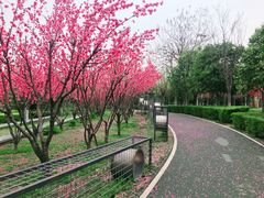 -洨河生态公园