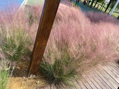 -羊亭河湿地公园