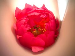 -双季花艺园艺市场(浦东店)