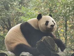 -都江堰中华大熊猫苑