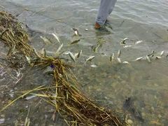 -煲来饱去冷水鱼
