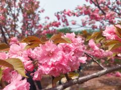 -天王浮山樱花园