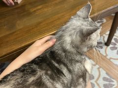 -猫猫幼稚园·撸猫·桌游·电玩