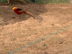 -西霞口神雕山野生动物世界