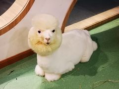 -藦茜花园宠物主题亲子互动体验馆(国顺东路店)