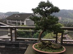 -老幺泉水鸡
