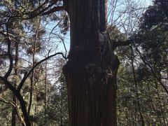 -天目山大树王景区