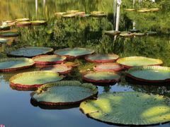 -中国科学院西双版纳热带植物园