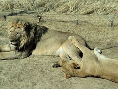 -北京野生动物园