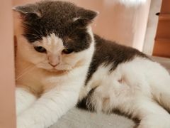 -猫儿山۰猫主题餐厅