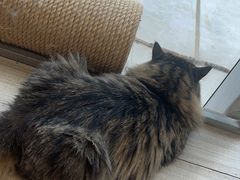 -藏猫猫咖啡主题馆(中央大道店)