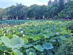 -荔湾湖公园